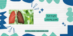 علاج ماء الرئة بالعسل والاعشاب