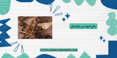 علاج البواسير بالقرنفل
