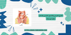 الخراج الشرجى والناسور الشرجي والدمل (نظرة موسعة)