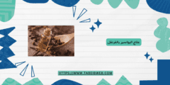 علاج البواسير بالقرنفل