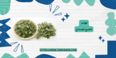 فوائد الشيح للصداع