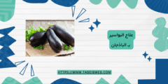 علاج البواسير بـ الباذجان