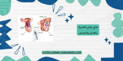 علاج دوالي الخصية بالعسل والزنجبيل